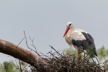 White stork