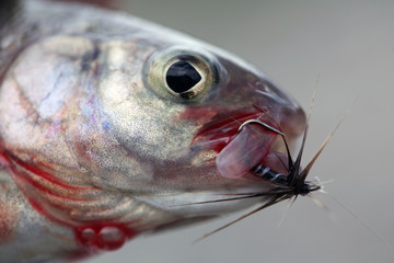 Travel to Eastern Sayan mountains