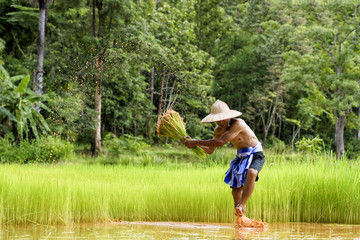 Male farmers grow rice in the rainy season. They were soaked with water and mud to be prepared for planting. - 117267046