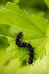 Ugly, worm-like in spikes caterpillar eats leaves of grapes