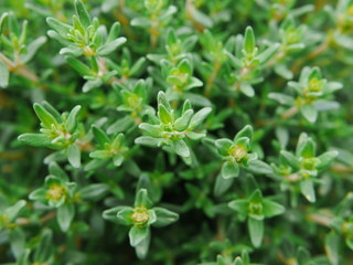 thyme