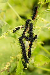 Ugly, worm-like in spikes caterpillar eats leaves of grapes
