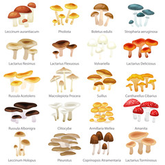 Vector isolated edible natural mushrooms in nature set, organic vegetable food collection of illustrations, forest mushrooms set.