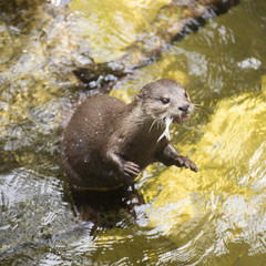 otter eating fish