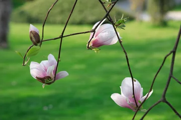 Crédence de cuisine en verre imprimé Magnolia blooming magnolia