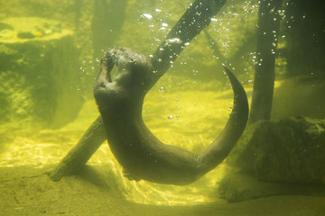 otter diving