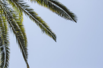 Fototapeta na wymiar Palm leaves at the left of the blue sky