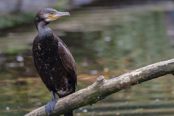 Great cormorant
