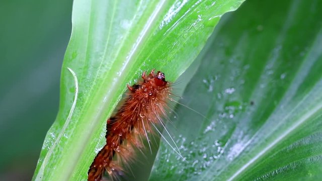 Caterpillar Eating Green Leaf