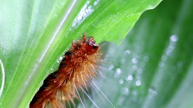 Caterpillar Eating Green Leaf