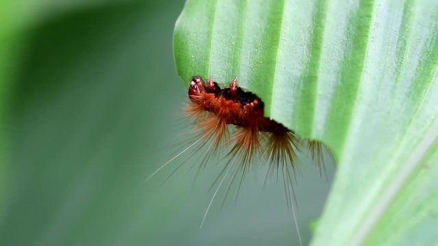 Caterpillar Eating Green Leaf