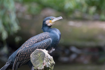 Great cormorant