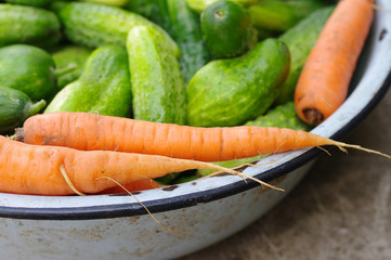 Harvest of fresh green cucumbers and  carrots