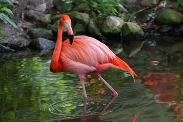 American flamingo
