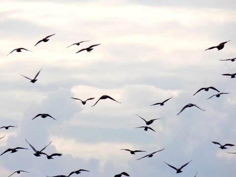 Flock of flying pigeons