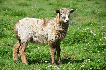 Cute lamb on a meadow