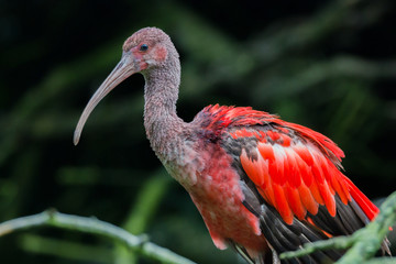 ibis