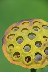 Lotus seed