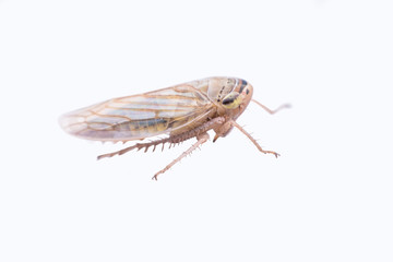 Brown planthopper isolated on white background
