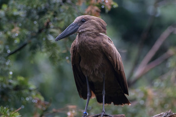 Hamerkop