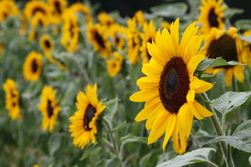 Sonnenblumen auf einem Feld blühen prächtig