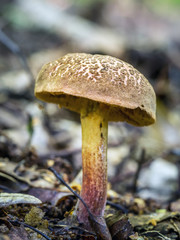 Bay boletus mushroom