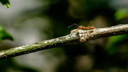 Close-up ant on tree