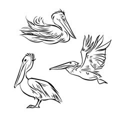 pelicans set