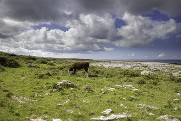 Cow in a field, Connemara, Ireland