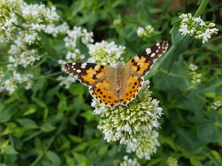 Distelfalter; Cynthia; cardui; Centranthus; alba