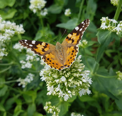 Distelfalter; Cynthia; cardui; Centranthus; alba