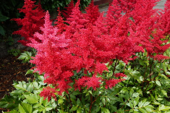 Red flower plumes of astilbe plant