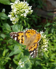 Distelfalter; Cynthia; cardui; Centranthus; alba
