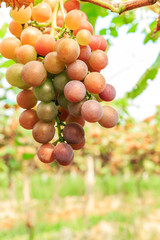 Ripe grapes in the vineyard,in the autumn season