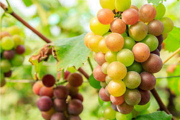 Ripe grapes in the vineyard,in the autumn season