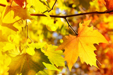 Autumn leaves background.