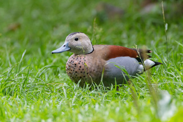 Ringed teal