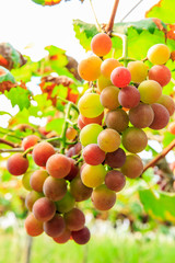 Ripe grapes in the vineyard,in the autumn season