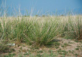 Obraz na płótnie Canvas steppe grasses