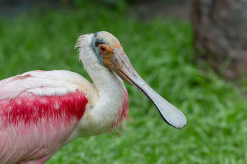 Roseate spoonbill