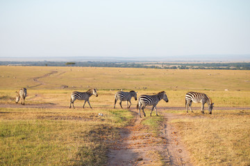 Fototapeta na wymiar Zebras wandering at the savannah