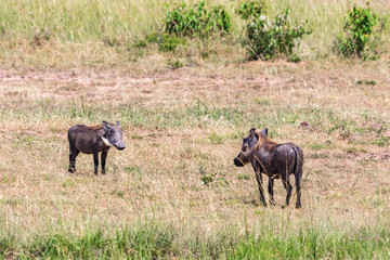 Obraz na płótnie Canvas Two Warthogs looking at each other