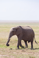 Fototapeta na wymiar Elephant walking in the savanna