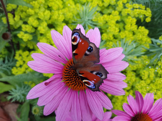 Tagpfauenauge; Inachis; io; Roter Sonnenhut; Echinacea; purpurea