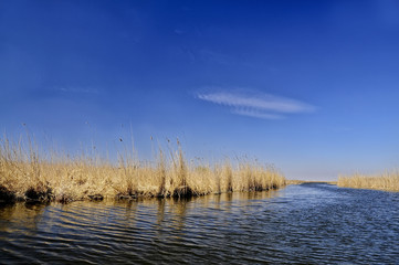 the water surface of the river and the reeds along the banks. The bright spring blue sky.
