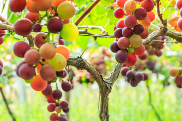 Ripe grapes in the vineyard,in the autumn season