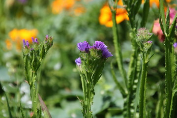 Purple and white statice flowers