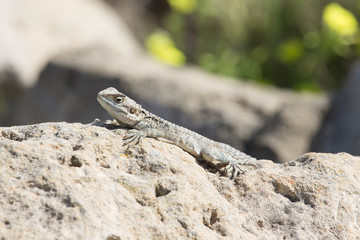 Mountain agama (Laudakia stellio) basking on a rock on the natur