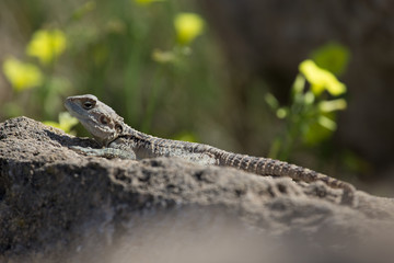 Mountain agama (Laudakia stellio) basking on a rock on the natur