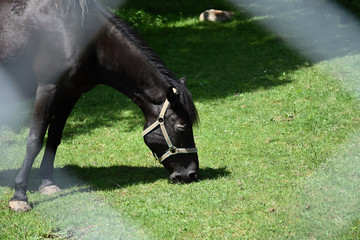 Horse behind a wire fence. Focus on horse